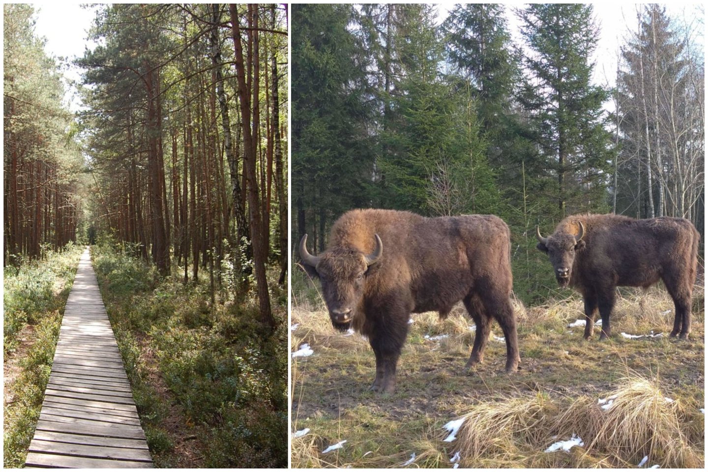  10 vietų Lietuvoje, kurias verta aplankyti dar šį pavasarį: paganykite akis į miškus ir jų žvėris.<br> Lrytas.lt koliažas