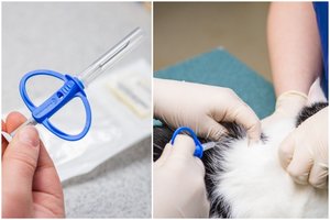 Įsigaliojo privalomasis šunų, kačių ir šeškų ženklinimas: paaiškino naudą visiems gyvūnų savininkams