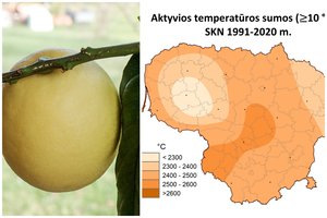 Globalinio atšilimo sukelti pokyčiai Lietuvoje atveria naujas galimybes: įspėjo dėl ekstremalių reiškinių