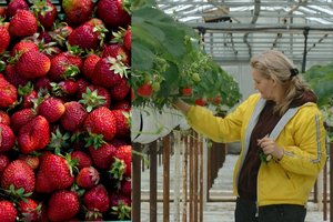 Lietuviškų uogų išsiilgę pirkėjai jau atakuoja ūkininkus – aukštos kainos nebaugina