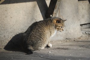 Apsisprendė, kas Kaune rūpinsis šeimininkų neturinčiais gyvūnais