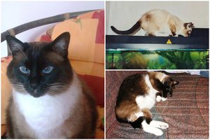 Klaipėdiečių šeimoje – rekordų knygos vertas Siamo katinas: pagal žmogaus amžių būtų 116 metų