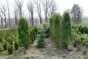 Genėti ir šalinti želdinius galima ne visada