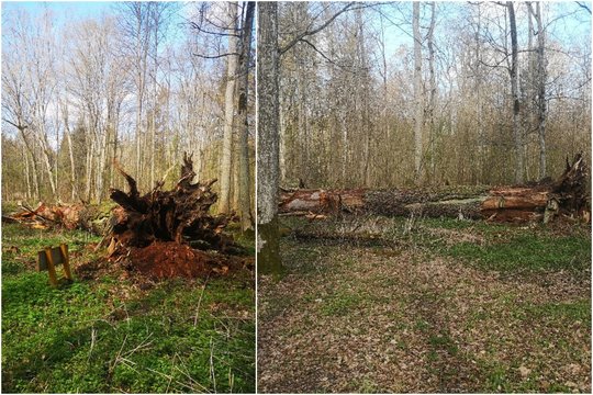 Vėjo nebeatlaikė vienas seniausių ir storiausių Lietuvos ąžuolų