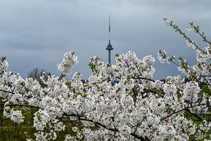 Sakurų žiedais apsipylęs Vilnius vilioja pasigrožėti: netrukdo prastas oras ar karantinas