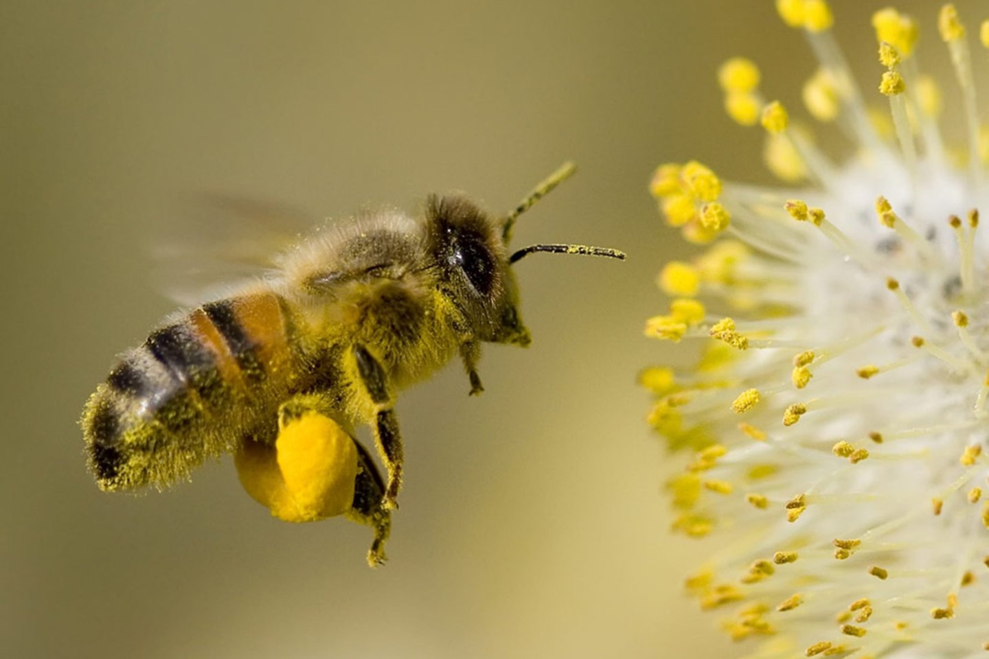  Nyderlandų mokslininkai išmokė bites atpažinti COVID-19 pagal kvapą<br>123rf nuotr.