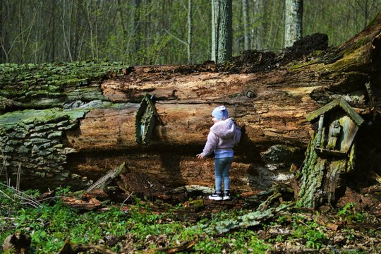 Po šešių šimtmečių vienas seniausių ir storiausių Lietuvos ąžuolų tarė „sudie“