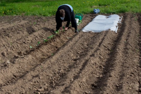 Stipriai vėluojantis pavasaris: ekspertas paaiškino, ką ir kada sėti, ir kokio derliaus laukti