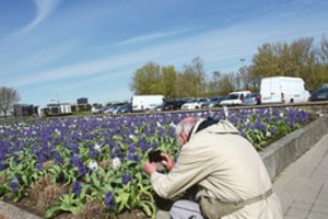 Kauno erdvės verčia aikčioti: kraštovaizdžio specialistas pakomentavo karantino padiktuotas gėlių madas
