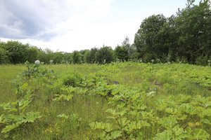 Per dvejus metus Vilniuje bus sunaikinta 99 proc. Sosnovskio barščių populiacijos