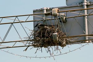 Varnų lizdas keistoje Kauno vietoje nustebino net ornitologus