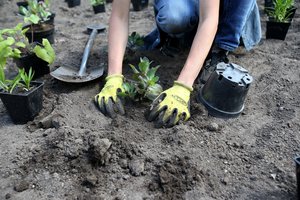 Ministerija sieks, kad želdiniai keliuose būtų finansuojami iš Kelių priežiūros programos