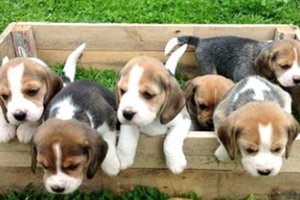 Biglio veislės šuniuko užsimaniusi panevėžietė manė, kad apsidraudė, bet buvo pergudrauta