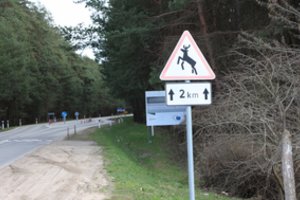 Atšilus orams padaugėjo laukinių gyvūnų keliuose – kaip apsisaugoti nuo nelaimės?
