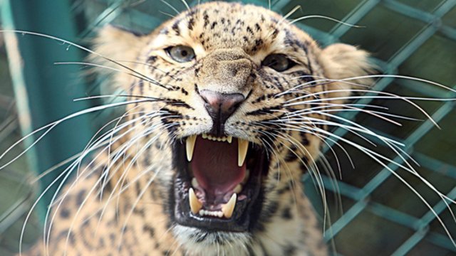 Trys leopardai paspruko iš zoologijos sodo Kinijoje: vienas jų – vis dar laisvėje
