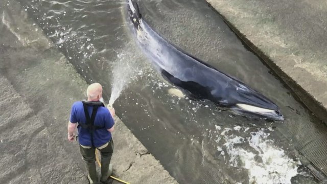 Gelbėjimo operacija baigėsi sėkmingai: išlaisvintas Temzėje įstrigęs mažas banginis