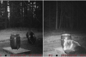 Šie gyvūnai tikrai mėgsta medų: Lietuvoje pastebėta meška, atpėdinusi prie Bitininkystės muziejaus