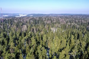 Lietuvoje veiklą pradedanti miško valdymo ir investavimo platforma sieks tapti vienaragiu