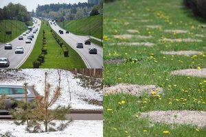 Už daugiau kaip 30 tūkst. eurų sostinėje sodintos pušelės išrautos: mėgins laimę kitais medžiais
