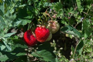 Jau skinamos pirmosios braškės – įvardijo ir už kiek jas galėsite įsigyti