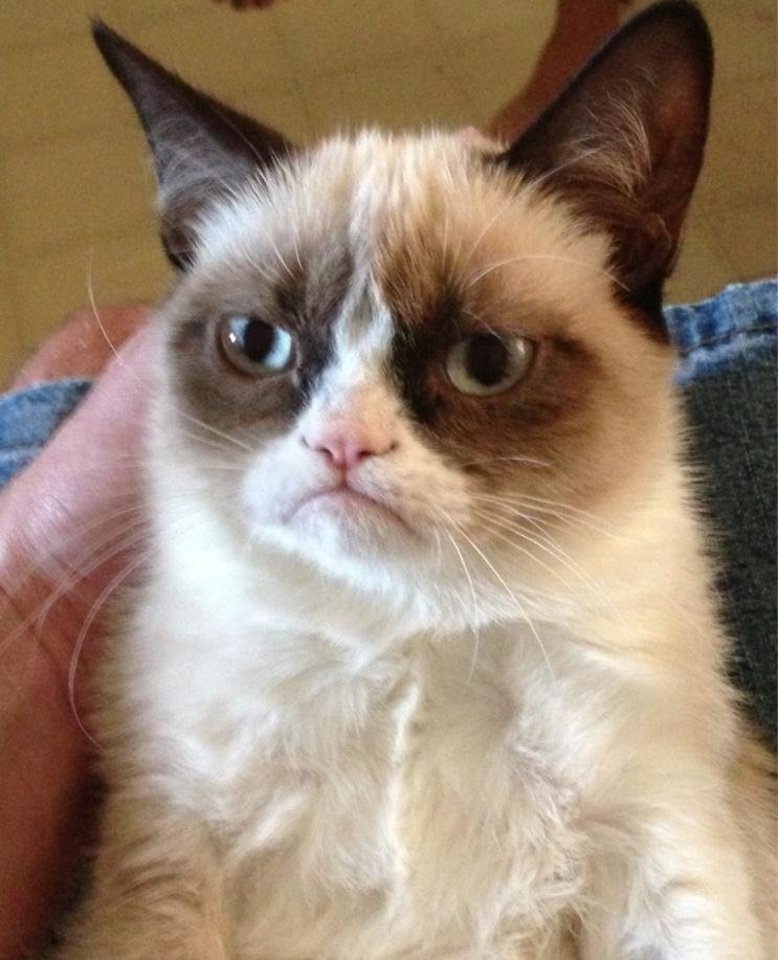  Memas „Nepatenkinta katė“ (angl. Grumpy Cat) 2012 m. buvo patalpintas šio gyvūno šeimininkės Tabathos Budesen tinklaraštyje. 