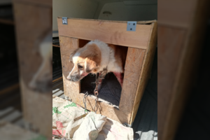 Radviliškio rajone kankintą šunelį atėmė iš jo šeimininkės