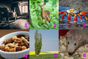 Pasirinkite paveikslėlį: ką slepiate susipažindami su priešinga lytimi?