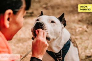 Apkaltino, kad per šunį paliko vyras ir atsikratė augintinio: šiandien jo turbūt net nepažintų
