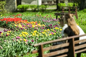 VDU botanikos sode pražydo dar dvi su Lietuva susijusios tulpių veislės: viena iš jų – „Alma Adamkienė“
