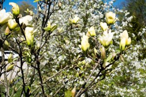 Ypatinga savaitė Klaipėdoje – kviečia suskubti pasigerėti nuostabiu vaizdu