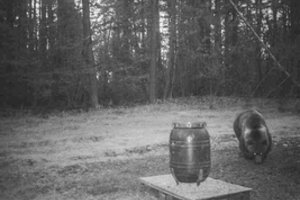 Medaus atklydusią mešką stebėjęs medžiotojas atskleidė, ką pamatė: smaližė apsikabino bačkutę ir šildėsi saule