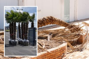 Subliuško palmių pardavėjų pažadai lietuvių kiemus paversti egzotiškais: daugumai įsigijusiųjų augalai neišgyveno