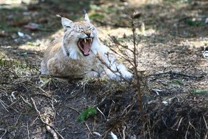 Imtasi saugoti egzotinius bei specialius poreikius turinčius gyvūnus: parengė Lietuvoje leidžiamų nelaisvėje laikyti ir veisti rūšių sąrašą