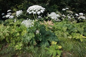 Kasmetinis karas tęsiasi: pradėti naikinti Sosnovskio barščiai