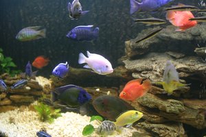 Lietuvoje rastos genetiškai modifikuotos akvariumų žuvytės: galėjote nusipirkti net nežinodami