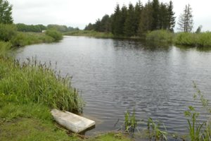 Varėnos rajone aptiktos dvi nuskandintos katės – maiše buvo ir akmuo