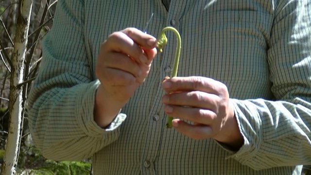 Panevėžietis šparagų pakaitalą rado miške – ankstyvą pavasarį ieško jaunučių paparčių ūglių