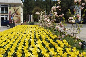 Alytuje pražydusios tul­pės iš to­lo pri­me­na pa­si­vaikš­čio­ti iš­ėju­sius an­čiu­kus