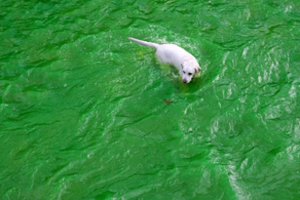 Neryje pažaliavo vanduo: miesto valdžia tikina, jog bainimtis nevertėtų