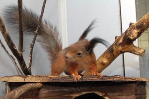 Kuriamas Laukinių gyvūnų globos centras veiks visą parą