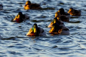 Uostamiestyje dirbtinėje saloje antys prikrėtė eibių: žala siekia tūkstantį eurų