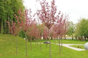 Kėdainiai pasipuošė pirmaisiais sakurų žiedais: pritraukia vis daugiau lankytojų