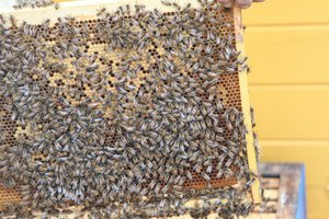 Bitės kraustosi į miestą: ant biurų, viešbučių ir restoranų stogų daugėja avilių