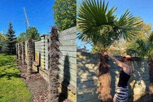 Už 5 tūkst. eurų pasodintų palmių D. ir A. Bosų kieme liko tik nutriušę stiebai: davusi pasiūlymą tiekėjams, Daina išgirdo grasinimą