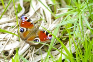„Natura 2000“ diena: gamtosauga nėra kažkas, ką sau gali leisti tik pasiturinčios šalys