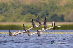 Paukščių stebėjimas gali atnešti didžiulį pelną: štai ko nežinojote