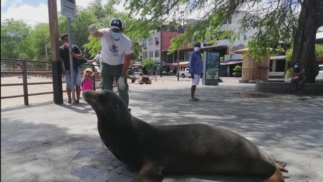 Galapagų salose išgelbėtas sužeistas ruonis: 250 kilogramų sveriantį žinduolį partrenkė transporto priemonė