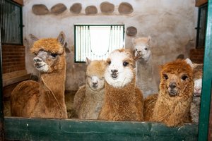 Alpakų jaunikliais pasipildęs Bistrampolio dvaras kviečia išrinkti mažyliams vardus
