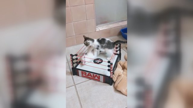 Internetas leipsta juokais: du maži kačiukai norėjo imtynių, tad dabar tai – „oficialu“