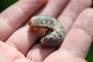 Verkių parke apsigyveno apylinkėse praktiškai išnykę reti vabzdžiai